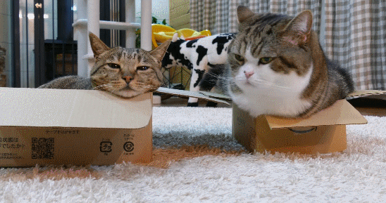 缅因猫为什么会打喷嚏 三个原因导致