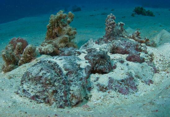 地球上毒性最强的鱼，善于伪装长相似石头，能给人类最疼的刺痛