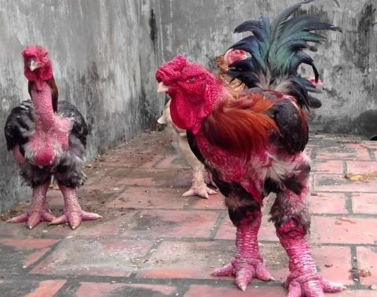 男子发现村里人养的鸡长着怪异的脚，村民们的解释让他恍然大悟！