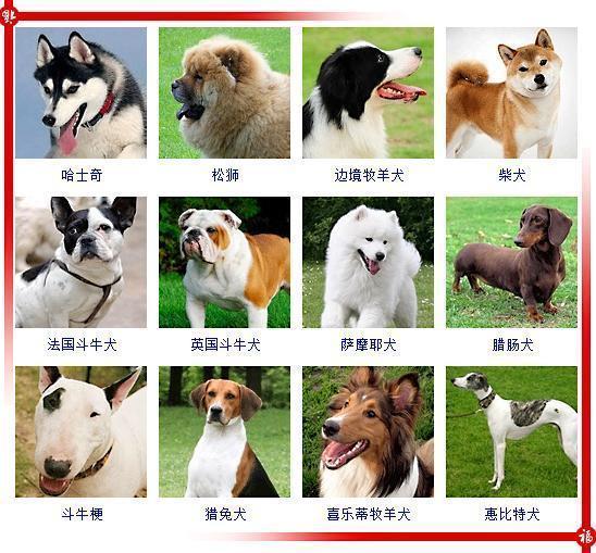 狗的品种都有什么 (狗的品种都有什么名字大全)