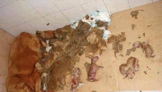 主人特别讨厌金毛,竟在金毛生产时把小狗崽全