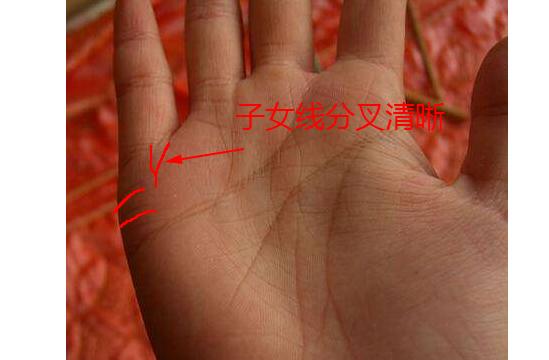 子女线分叉清晰