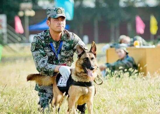 它就是中国最优秀的军犬昆明狼犬