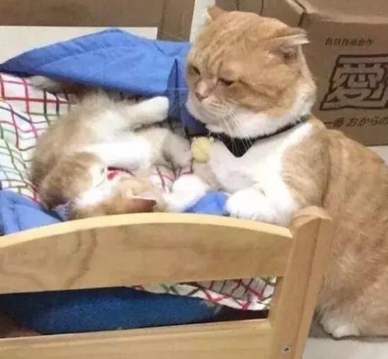 猫妈妈和猫宝宝互动太有爱了