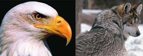 历史上两人有鹰眼狼顾之相