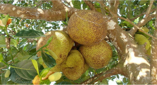 这棵果树一个果子就上百斤,关键是你不朝它砍