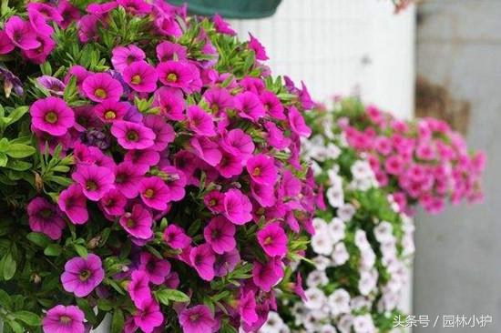 家有阳光好,就养这9种不怕晒的花!