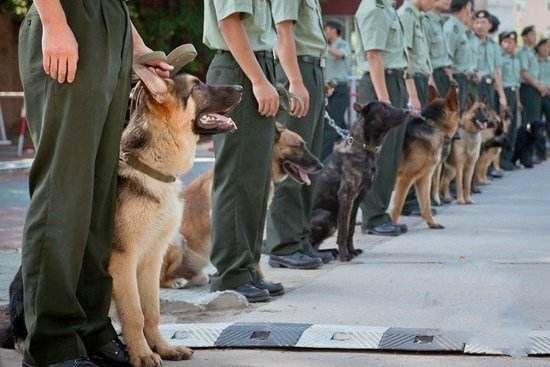 《神犬奇兵》中的幽灵犬存在吗?它就是中国最优秀的