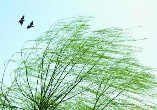 诗词欣赏:你不知道那些关于风的诗句究竟