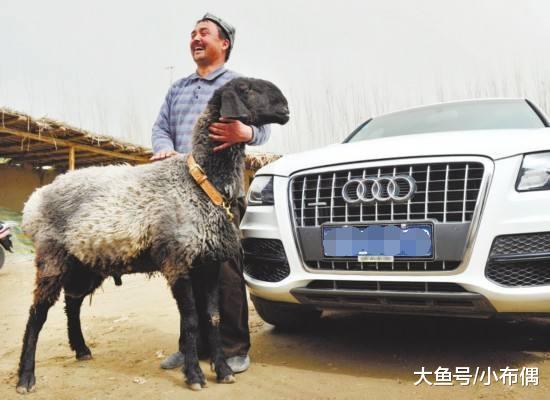 刀郎羊一只身价千万, 曾经风靡一时, 为什么这