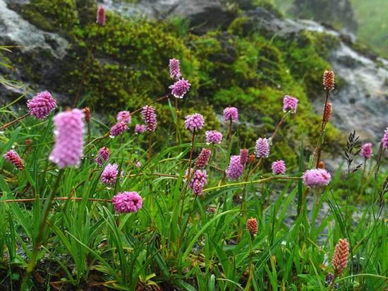 半月板损伤常常有怎么办? 一中药回头草熬汤