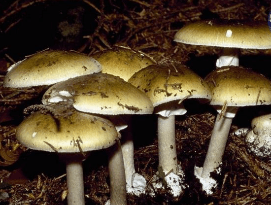 世界上最毒的真菌, 名叫死亡帽, 只需要一口就