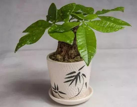 发财树叶子卷曲怎么办? 5招小方法, 轻松搞定它