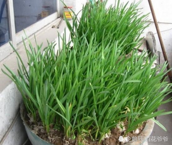 阳台种蒜苗,多做这一步,种一盆能吃一年!