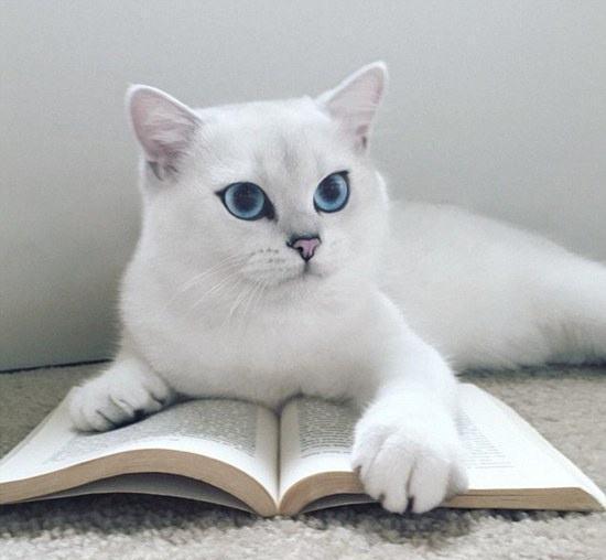 告别忽悠，教你怎么识别常见的英国短毛猫