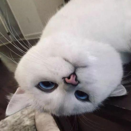 大家看到这上面的图片,是不是认为coby是一只高冷傲娇的猫咪.