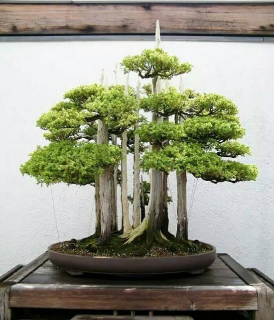 最贵的盆景:一盆好的盆栽也可以价值连城!