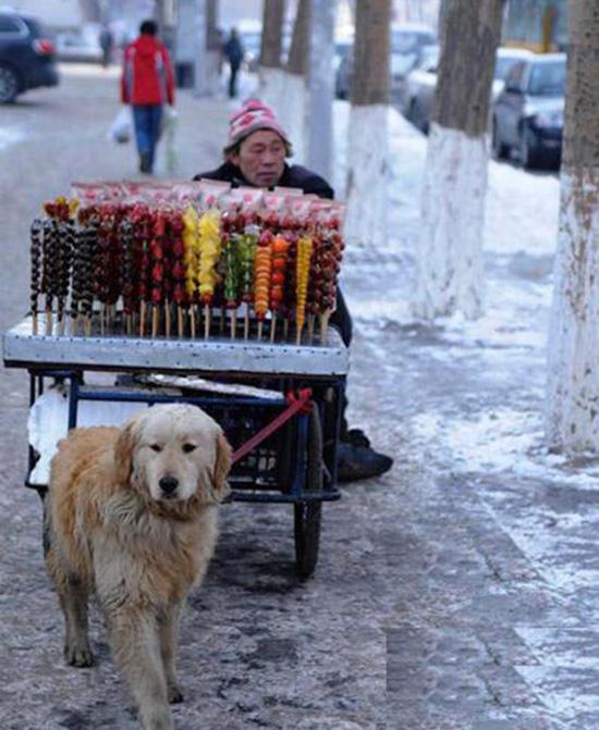 狗狗拉着残疾主人讨生活,风雪中主人说的八个字,让人感慨万分!