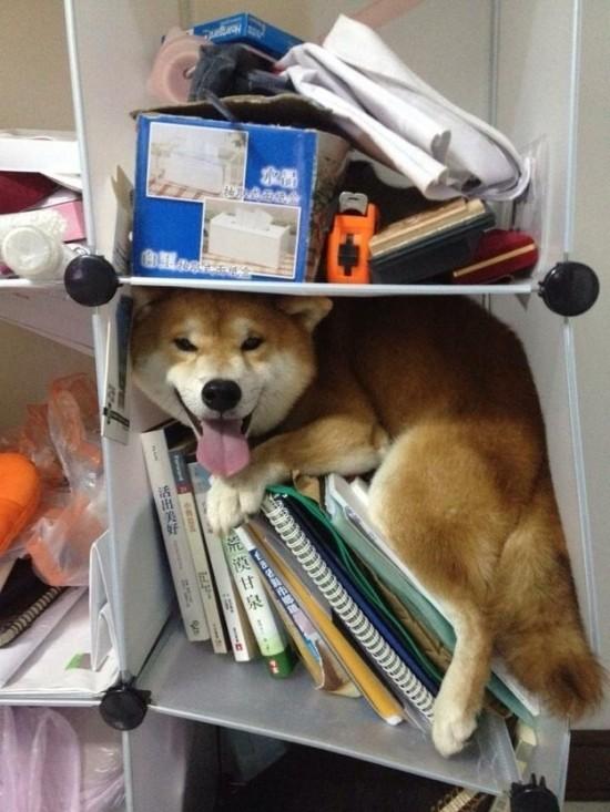 天然呆的柴犬老是把自己卡住,卡着卡着居然还可以成为新地标!