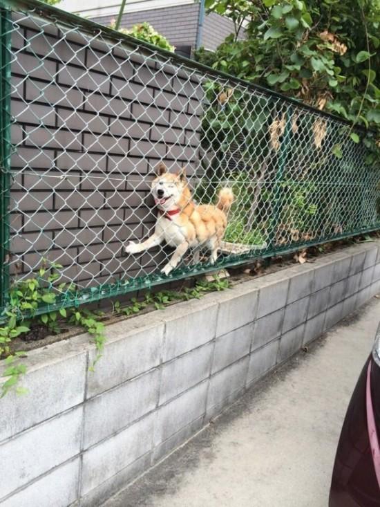 天然呆的柴犬老是把自己卡住,卡着卡着居然还可以成为新地标!