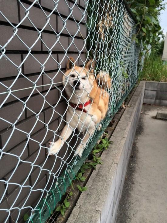天然呆的柴犬老是把自己卡住,卡着卡着居然还可以成为新地标!