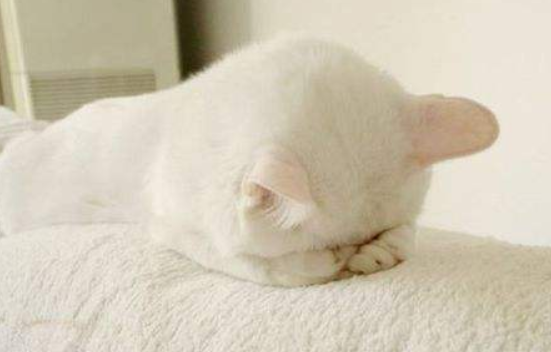 猫咪正在咬被子,女孩假装生气的说了句滚,于