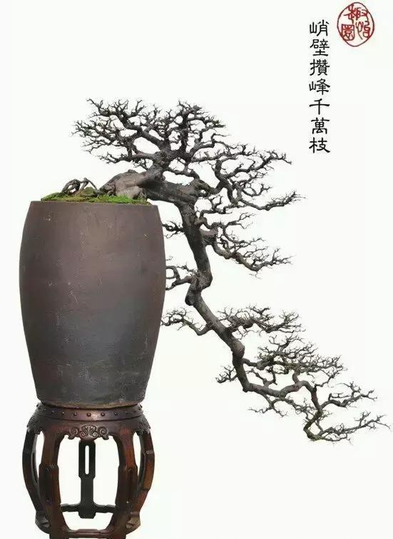 "国际盆栽大师"吴成发部分盆景作品欣赏