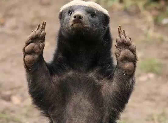 “世界上最无所畏惧的动物”吉尼斯纪录-非洲大陆的平头哥