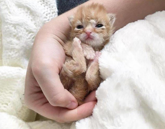 养了只小橘猫,没想到巴掌大的小家伙竟还会吐舌头卖萌