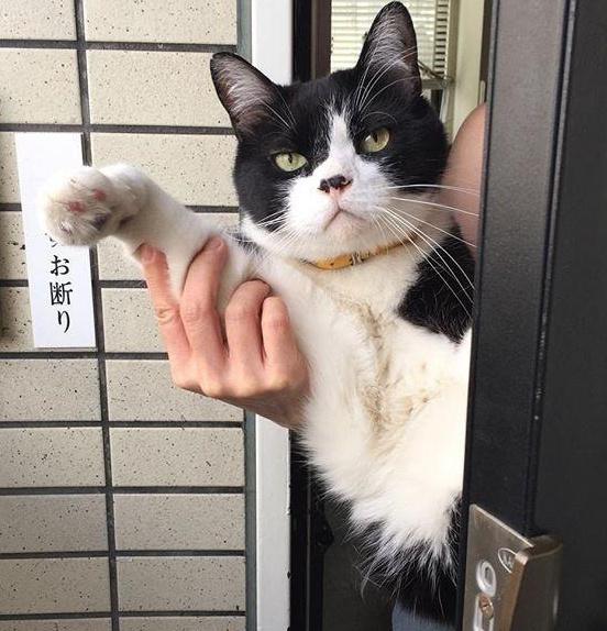 日本一铲屎官家的奶牛猫,竟然会送人出门?厉害了我的喵星人!