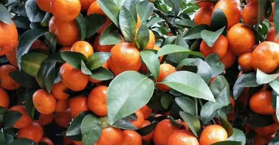 象州砂糖桔申报农产品地标!春梢病虫害怎么防