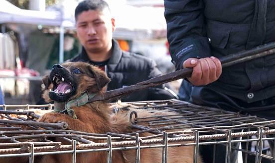 杀狗吃狗肉反映人的品质 仗义每从屠狗辈含义
