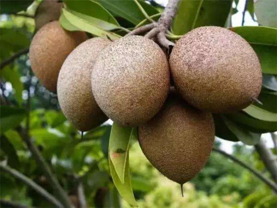 白色的莲雾吃过吗?龙宫果又是啥?泰国竟然有