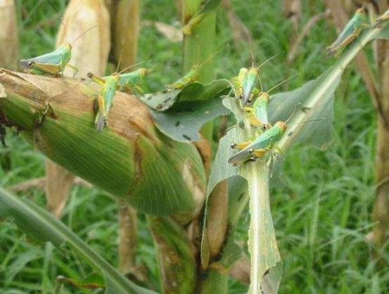 古代蝗灾之时,皇帝都吃蝗虫,为什么百姓饿死也