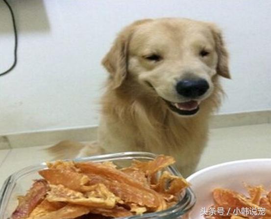 简单一个原理 教会你的狗狗接飞盘