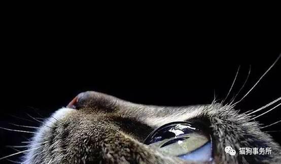 猫眼睛晚上为何会发光?其实是光剑啊