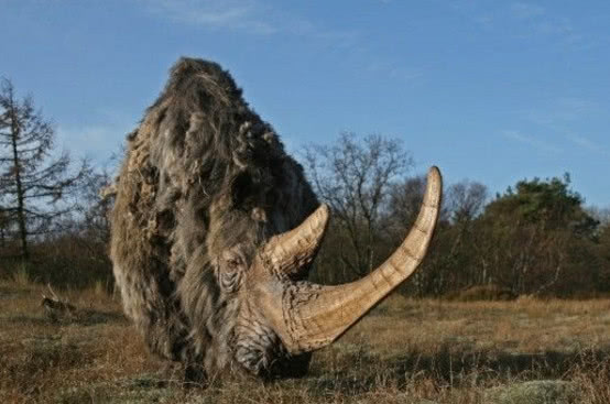 冰河时期存活至今有1万年的远古巨兽-披毛犀!