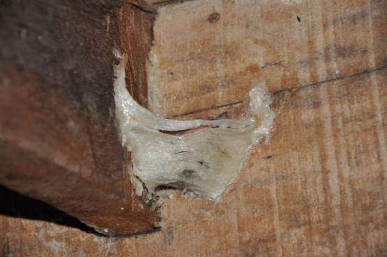 市面上琳琅满目的燕窝名字,如何分辨?一次教会