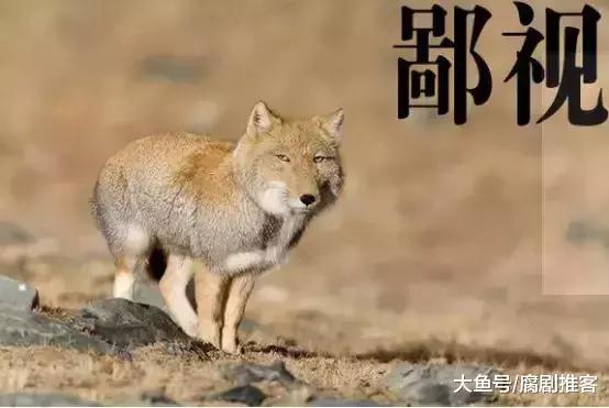 藏狐表情包: 你以为我是来搞笑的? 是的, 我就是来搞笑的