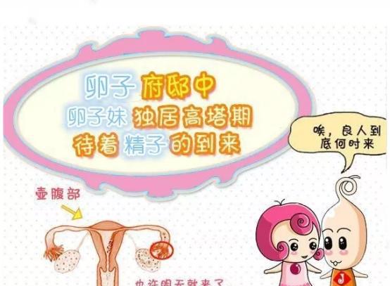 捐献卵泡是什么