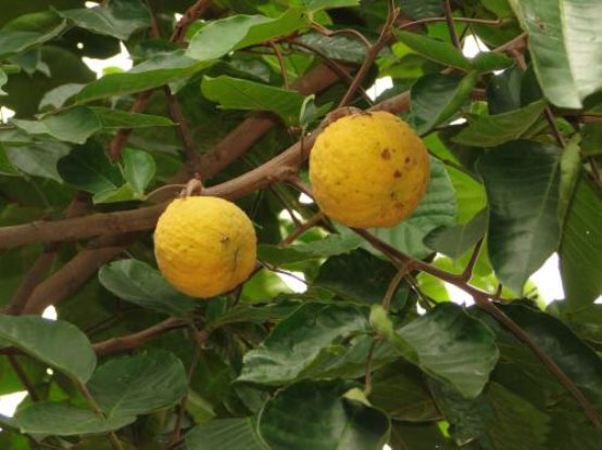 白色的莲雾吃过吗?龙宫果又是啥?泰国竟然有