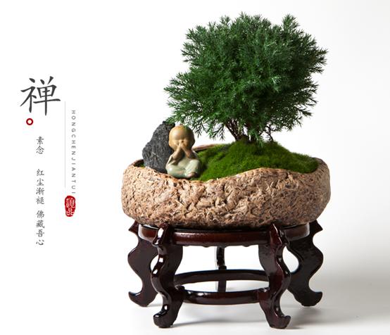 盆景入门首选：禅意满满，让家里充满山林雅趣的易养盆栽——雾松