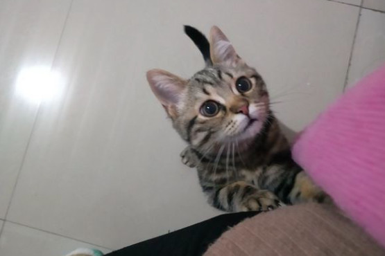 猫每天凌晨4点开始疯狂舔人,女孩已经被舔怕了