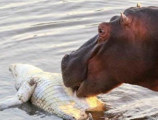 想不到河马吃鳄鱼竟是一点也不留情,瞬间知道河马有多