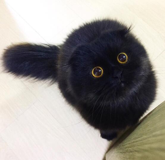 猫咪全身黑色毛发一双圆润的大眼睛可爱模样超像煤炭精灵