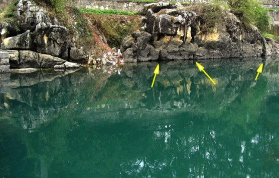 此鱼头尖嘴大，体侧有花斑，被誉为我国“四大淡水名鱼”