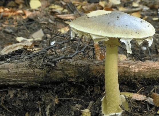 世界上最毒的真菌, 名叫死亡帽, 只需要一口就