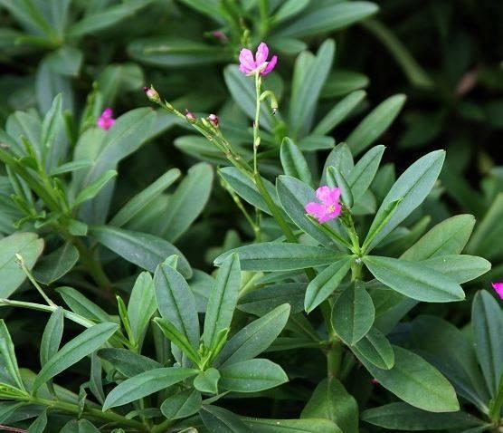 在农村被称为土人参的植物 你见过吗 知道它的功效吗 人参 农村 植物 新浪新闻