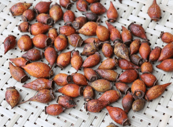 金樱子根泡酒的功效