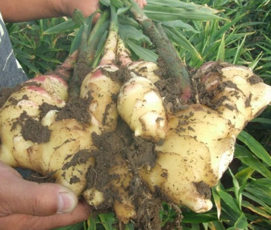 原来班点的克星是它,捣碎+蜂蜜擦脸每天两次,